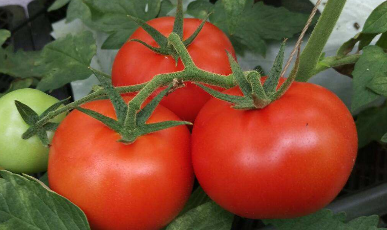 法国发现的番茄病毒，已感染几个国家，究竟怎么回事？
