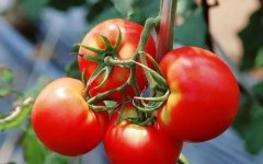 墨西哥寻求与番茄出口到美国的新协议