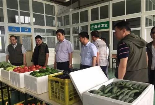 秦西绿色蔬菜示范园：圣女果，大番茄，卖高价