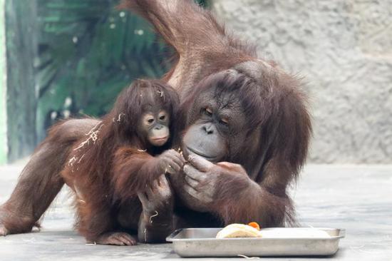 上海野生动物园首只红猩猩宝宝征名 安安元元还是葡萄