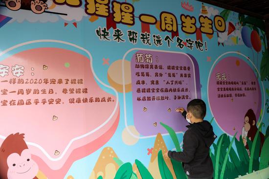 上海野生动物园首只红猩猩宝宝征名 安安元元还是葡萄