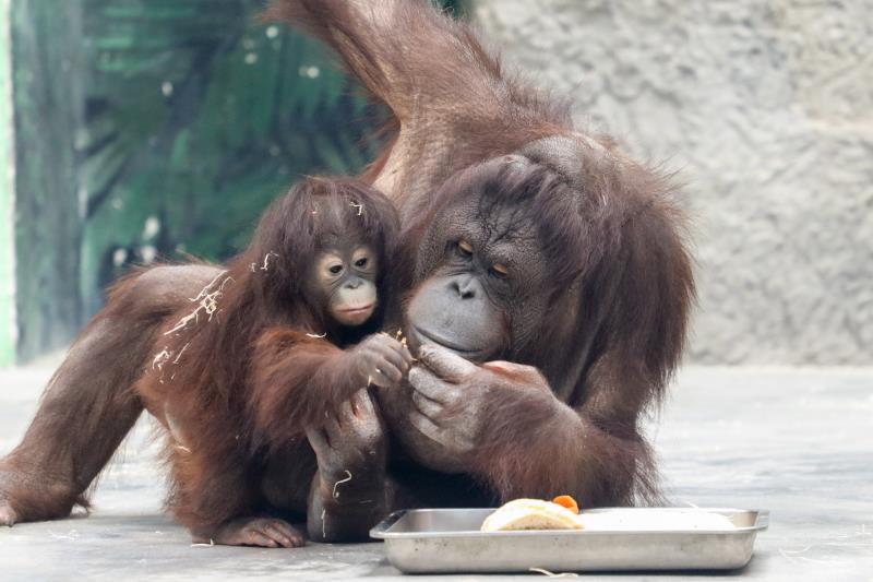 安安、元元还是葡萄？上海野生动物园首只红猩猩宝宝公开征名