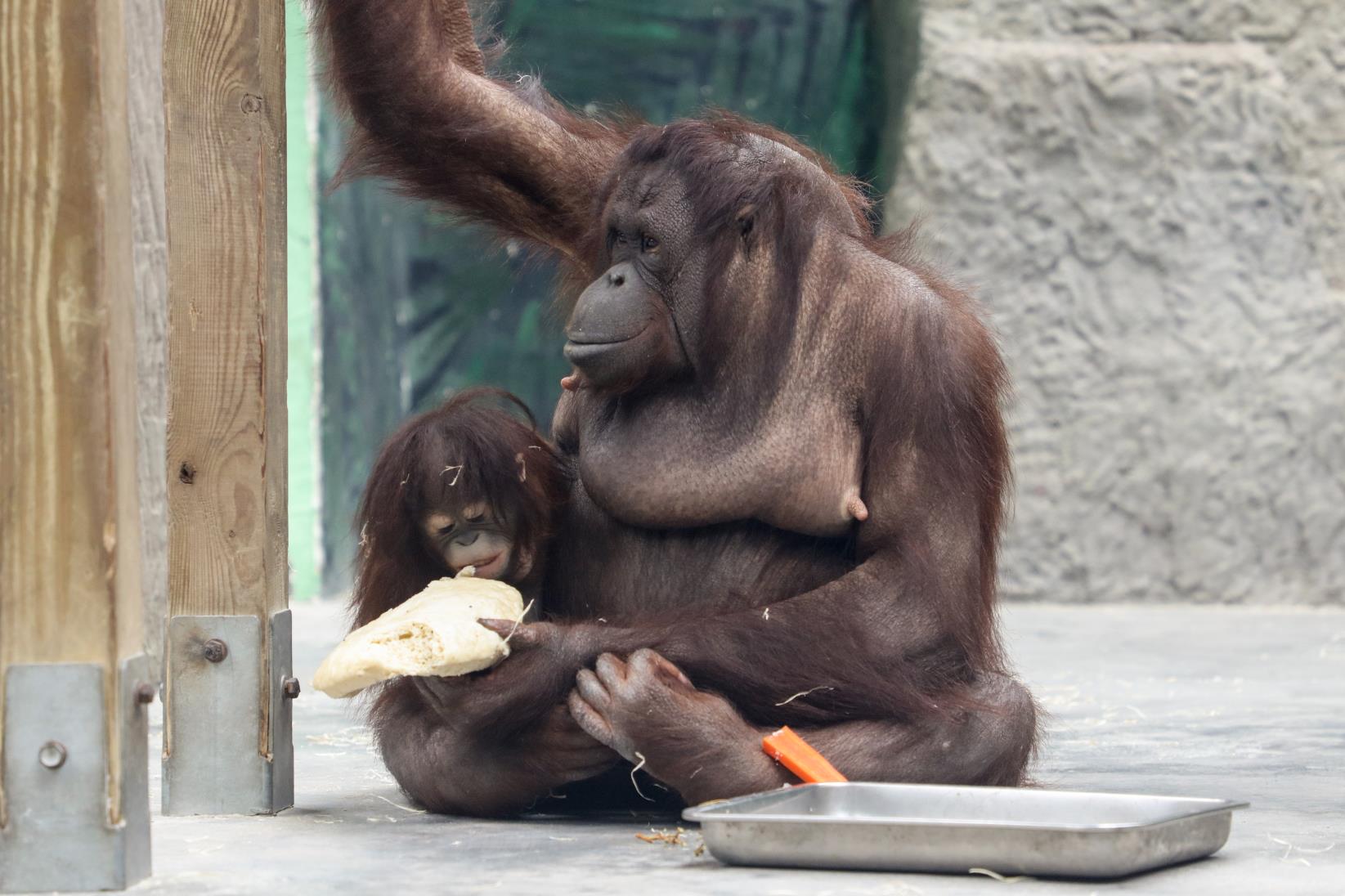 安安、元元还是葡萄？上海野生动物园首只红猩猩宝宝公开征名