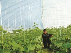 繁荣瓜果蔬菜试验示范场：23年从20亩到1800多亩的跨越