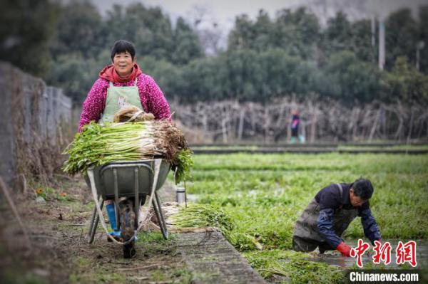 捞水芹，是江南农村迎接新年的特有方式之一。　朱文忠 摄
