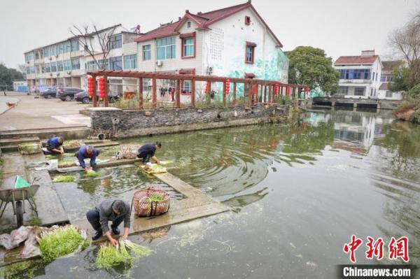 阳山当地村民正在清洗打捞上来的水芹菜。　朱文忠 摄