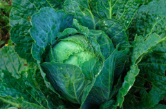 种植有机蔬菜品种的选择、土地要求和栽培管理