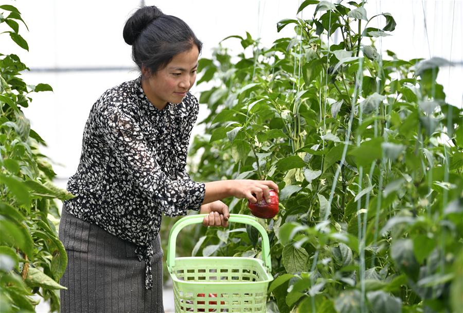 西藏林芝：蔬菜种植 鼓起百姓“钱袋子”（4）