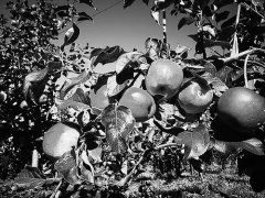 苹果产业如何“根深叶茂”