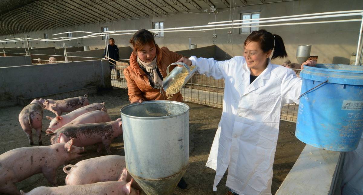 猪价“10连跌”，国家为猪肉“操碎心”，猪肉白菜价估计在……