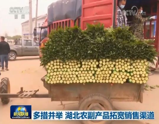  湖北农副产品拓宽销售渠道 当阳每天30吨新鲜蔬菜发往安徽、贵州等多个省市