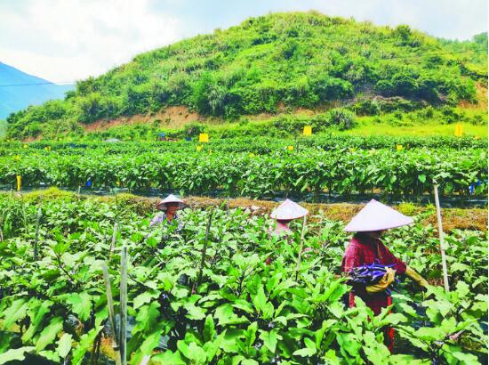 龙泉城北乡大力推广山地蔬菜种植带动农户增收
