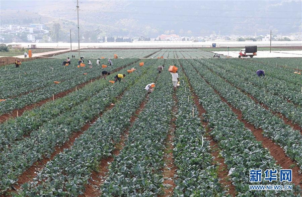 云南弥勒：高原特色蔬菜种植助农增收