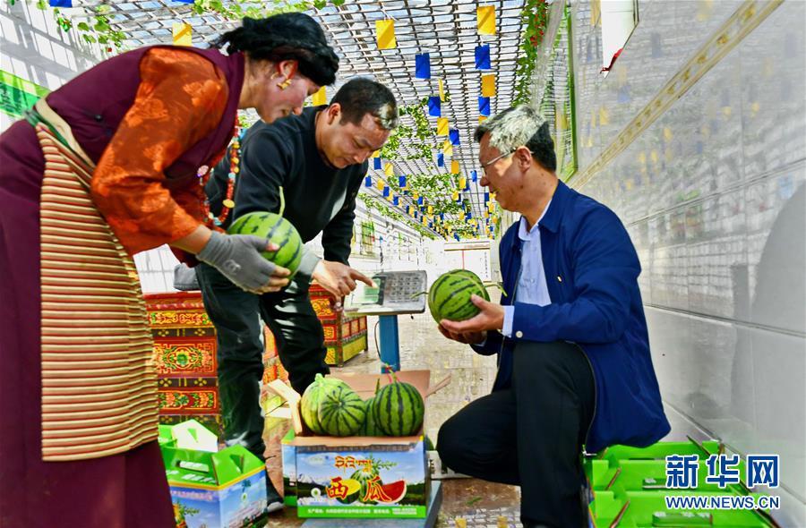 （经济）（1）西藏白朗：果蔬种植助力农牧民增收