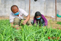 新疆若羌县：大棚蔬菜种植掀起春耕备耕热潮