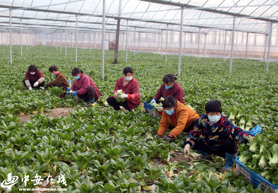 庐江县丰美有机绿色蔬菜生态园的员工们正在紧张采收时令蔬菜上海青