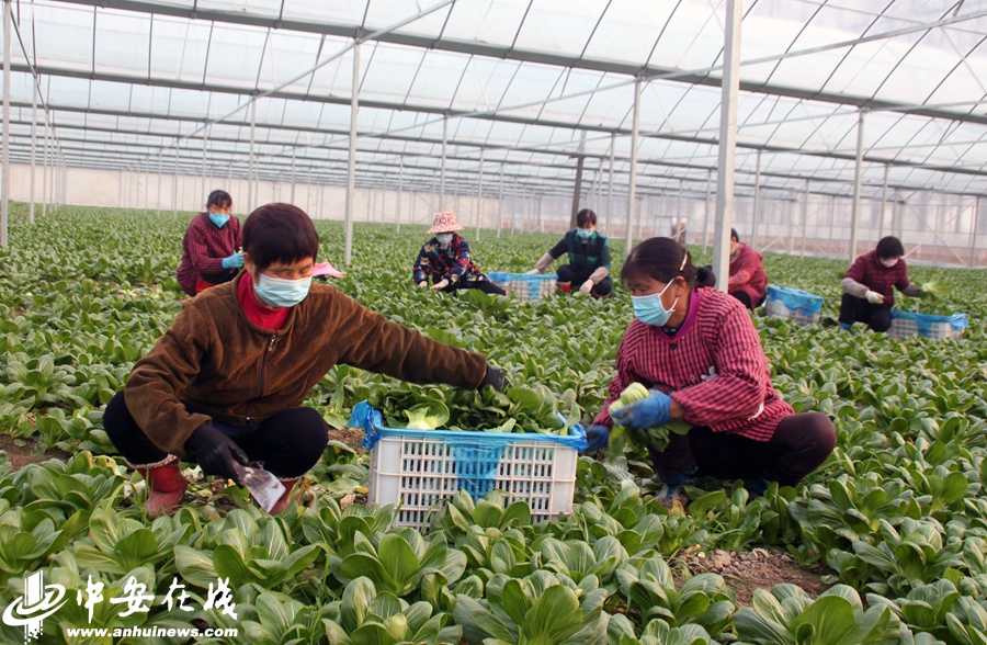安徽合肥：有机绿色蔬菜 保障“菜篮子”供应
