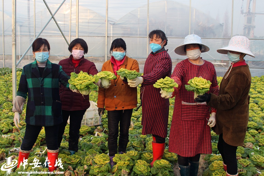安徽合肥：有机绿色蔬菜 保障“菜篮子”供应