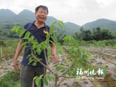荒滩地变百果园 台湾农民在福州成功试种50多种新品水果