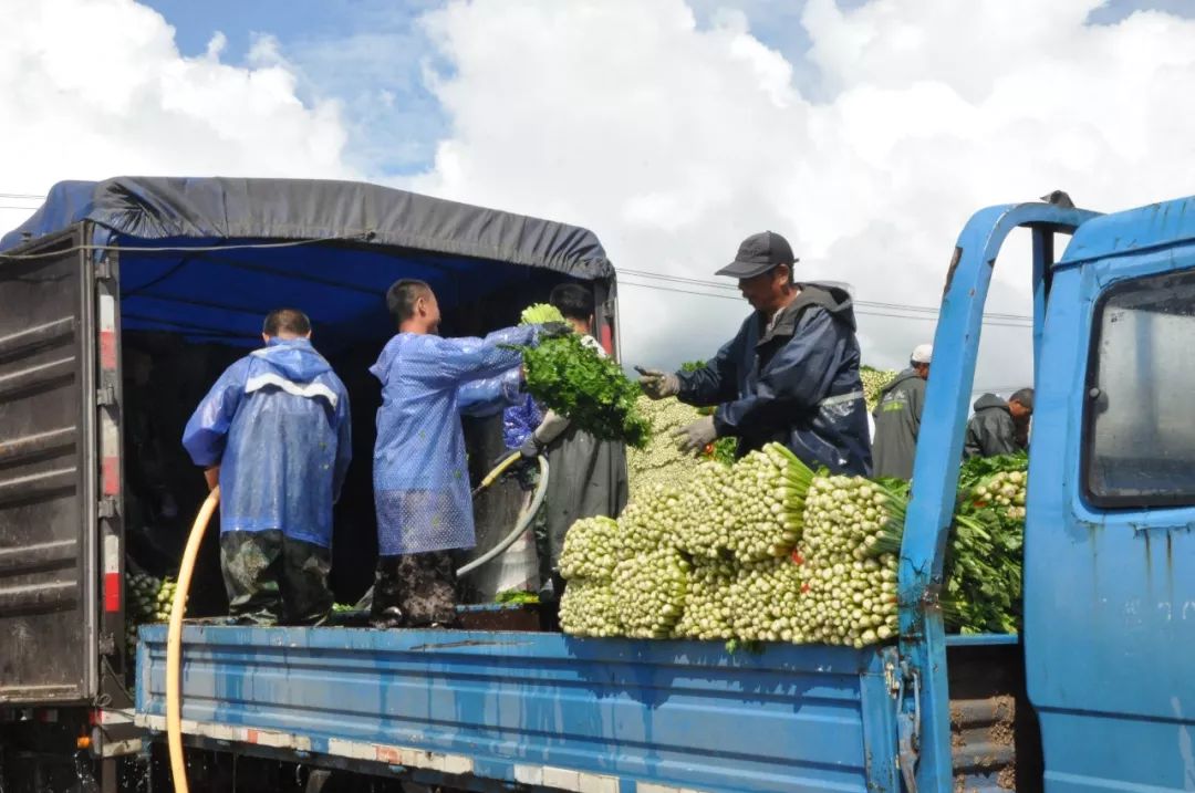 芹菜产业蓬勃发展 助贫困户增收脱贫