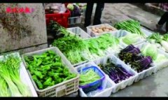 最爱的青菜苔、紫菜苔 武汉人还是想买就能买