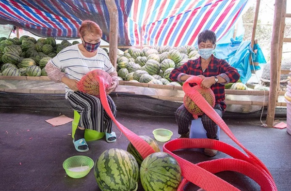 王五镇山营村委会兴荣村西瓜基地工人正在为采摘的西瓜进行包装