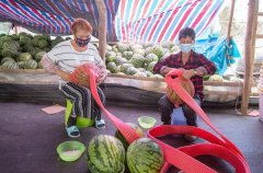 复工复产·抗击疫情|王五镇兴荣村西瓜基地：一天卖出西瓜40吨！