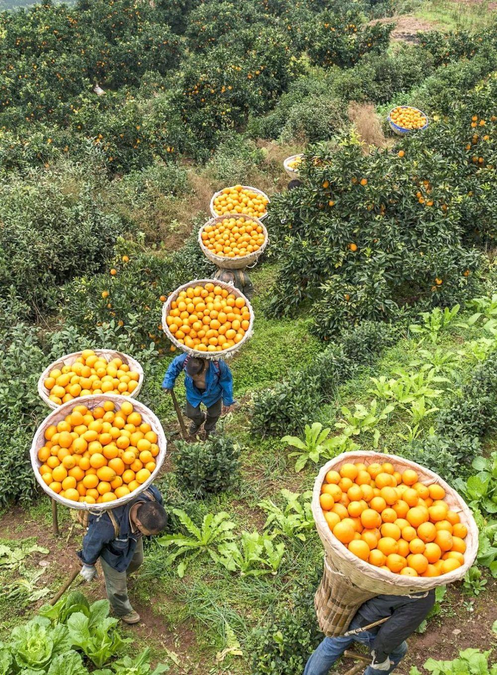 如何种出14亿人份的水果？