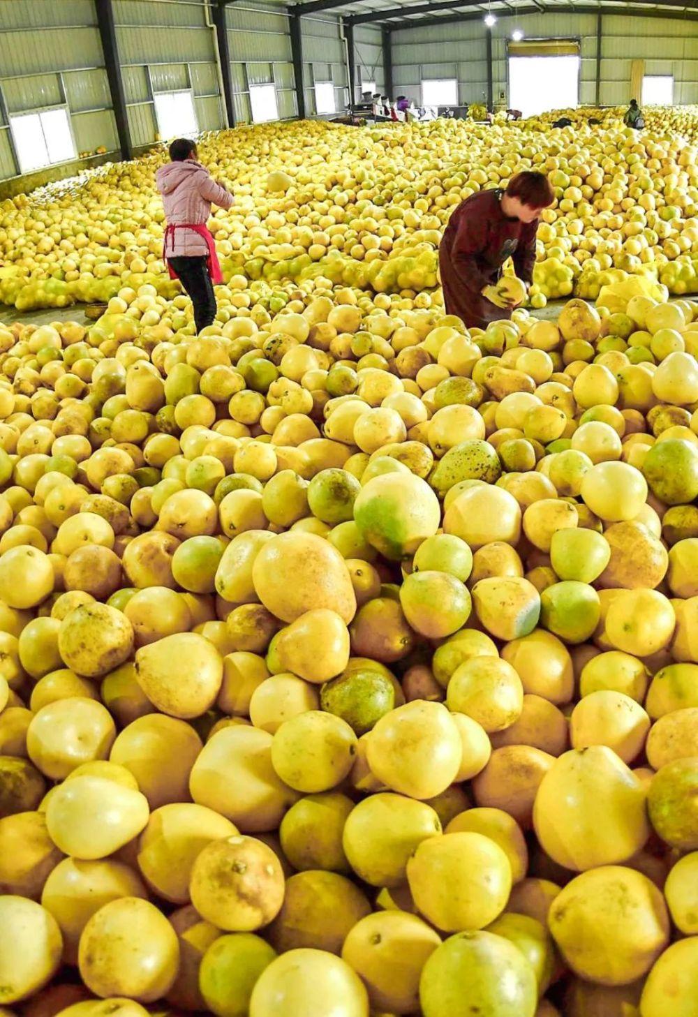 如何种出14亿人份的水果？