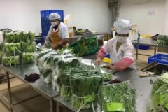 无土水培，广州增城这个“菜篮子”基地日供3.5吨蔬菜