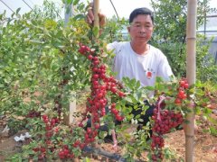 河南洛阳48岁农民种“贵族水果”从贫困户变成致富带头人