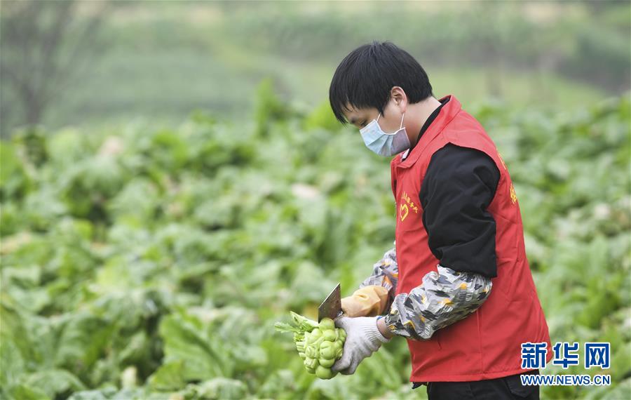 （聚焦疫情防控）（3）重庆涪陵：志愿服务队助力农户采收青菜头