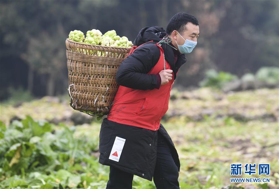 （聚焦疫情防控）（7）重庆涪陵：志愿服务队助力农户采收青菜头