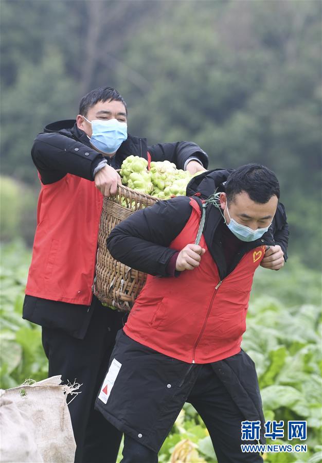 （聚焦疫情防控）（6）重庆涪陵：志愿服务队助力农户采收青菜头