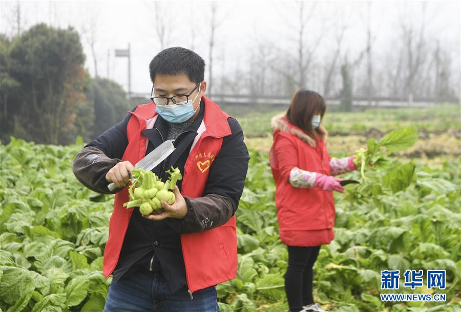 （聚焦疫情防控）（8）重庆涪陵：志愿服务队助力农户采收青菜头