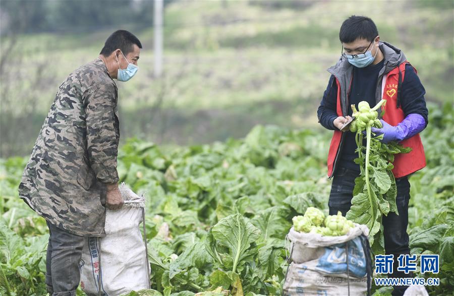 （聚焦疫情防控）（1）重庆涪陵：志愿服务队助力农户采收青菜头