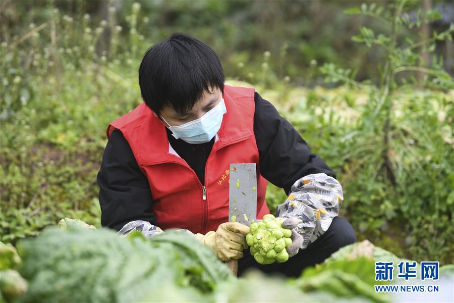 （聚焦疫情防控）（2）重庆涪陵：志愿服务队助力农户采收青菜头