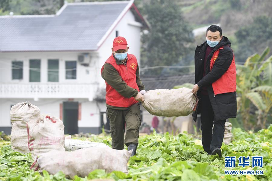 （聚焦疫情防控）（5）重庆涪陵：志愿服务队助力农户采收青菜头
