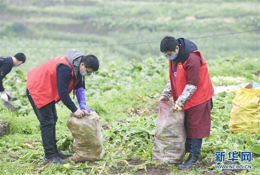 （聚焦疫情防控）（4）重庆涪陵：志愿服务队助力农户采收青菜头