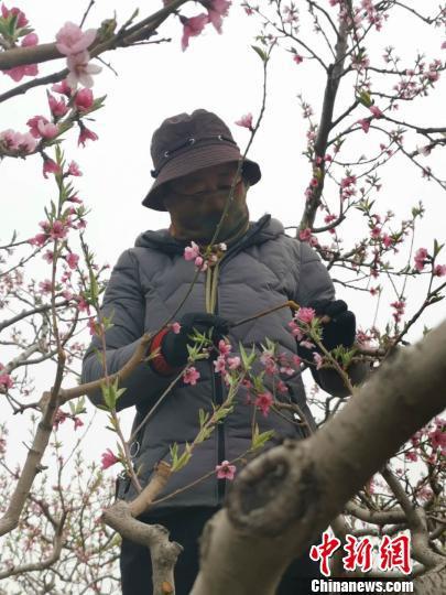 深州万亩生态桃林盛开季 游客体验为桃花授粉