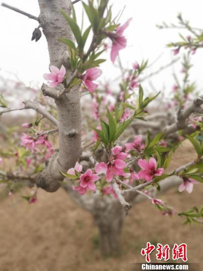 深州万亩生态桃林盛开季 游客体验为桃花授粉