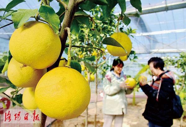 孟津：“南果北种”助农增收