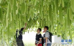 东盟蔬菜新品种博览会在南宁举行