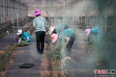 贵州毕节七星关区：九丰农业科技示范园区 沙培番茄栽种忙