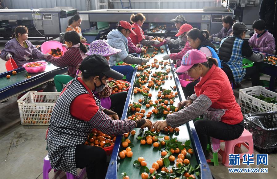 （经济）（1）广西武鸣：水果产业助脱贫