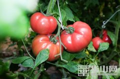 渭南：富平县张桥镇发展水果西红柿产业 壮大集体经济帮农增收