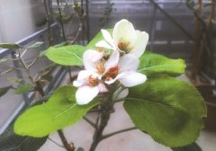 从英国引进嫁接刚来时曾水土不服 “牛顿苹果树”在上海开花了