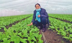 哈尔滨市呼兰区推动复产复工助农增收 大棚蔬菜长势喜人