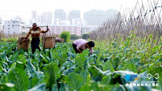 福建泉州：新鲜蔬菜采摘上市