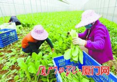 厦门：蔬菜种植不停歇 市民“菜篮子”不断供